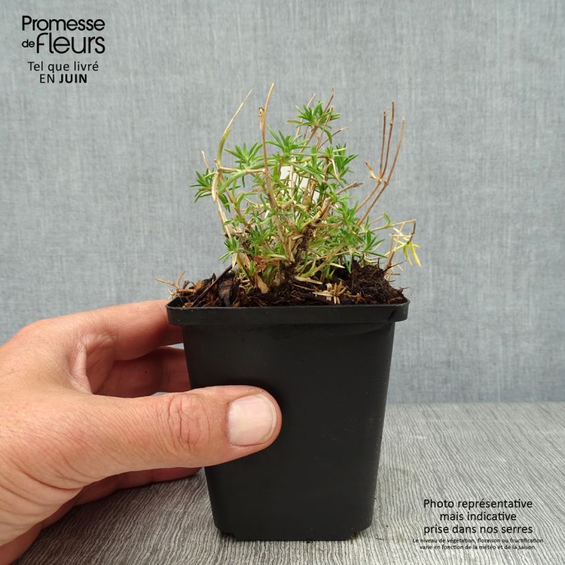 Amostra de Flox-tapete Candy Stripes - Phlox subulata Vaso de 8/9 cm tal como entregue no verão