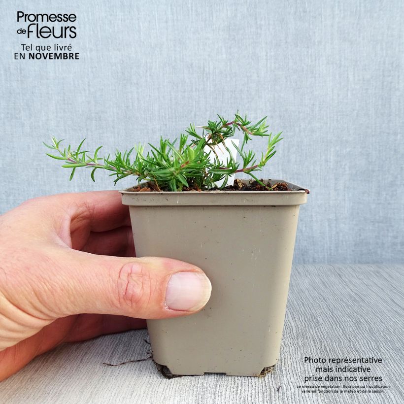 Amostra de Flox-tapete Candy Stripes - Phlox subulata Vaso de 8/9 cm tal como entregue no outono