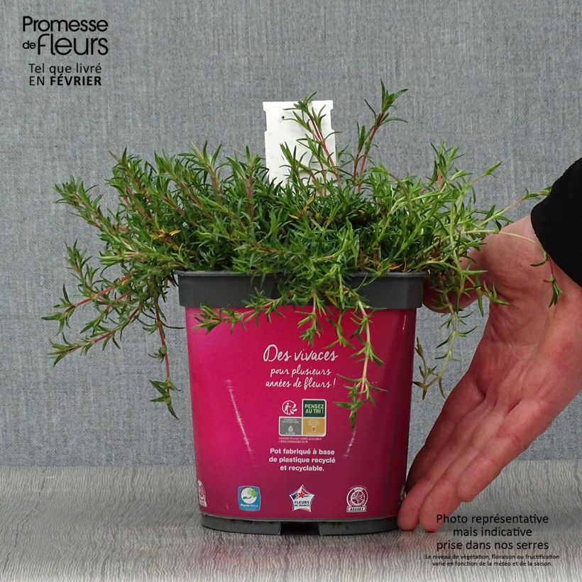 Amostra de Flox-tapete Candy Stripes - Phlox subulata Vaso de 1,5 L/2 L tal como entregue no inverno