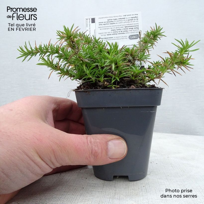 Amostra de Flox-tapete Candy Stripes - Phlox subulata Vaso de 8/9 cm tal como entregue no inverno