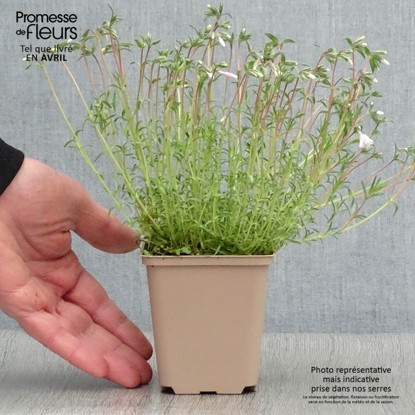 Amostra de Flox-tapete Candy Stripes - Phlox subulata Vaso de 8/9 cm tal como entregue na primavera