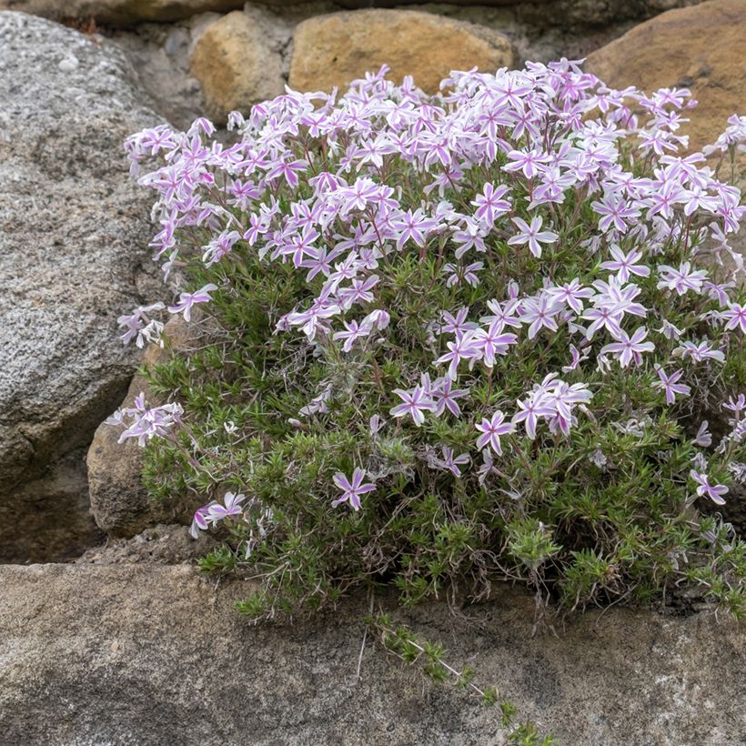 Flox-tapete Candy Stripes - Phlox subulata (Hábito)