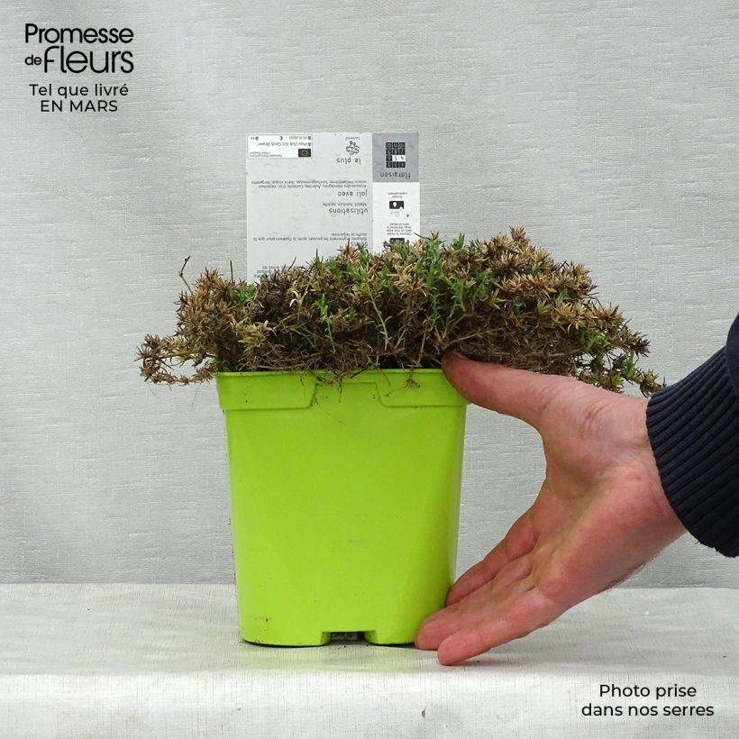 Amostra de Flox-tapete Candy Stripes - Phlox subulata Vaso de 1,5 L/2 L tal como entregue na primavera