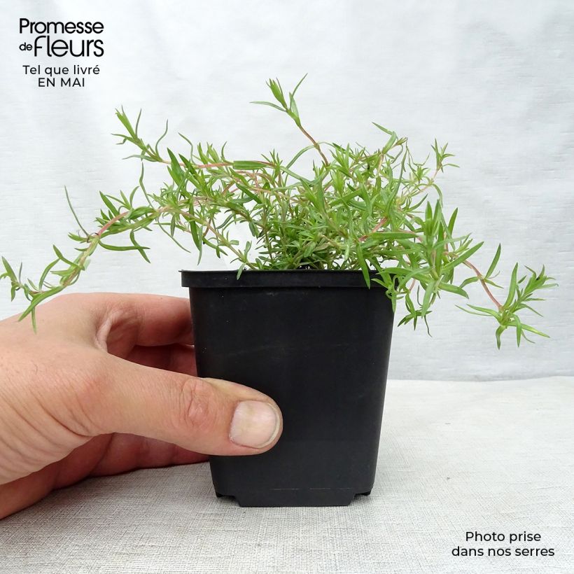 Amostra de Flox-tapete Moerheimii - Phlox subulata Vaso de 8/9 cm tal como entregue na primavera