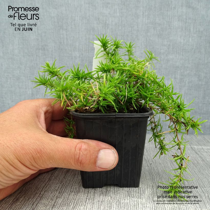 Amostra de Flox-tapete Moerheimii - Phlox subulata Vaso de 8/9 cm tal como entregue no verão