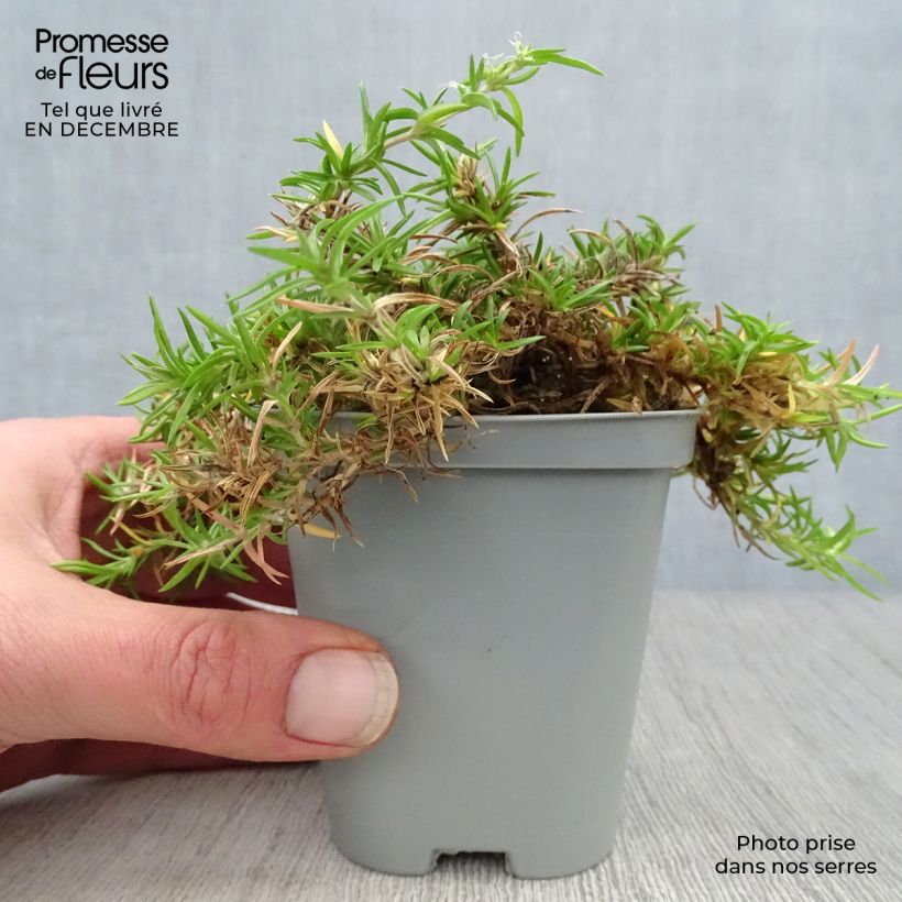 Amostra de Flox-tapete Moerheimii - Phlox subulata Vaso de 8/9 cm tal como entregue no inverno