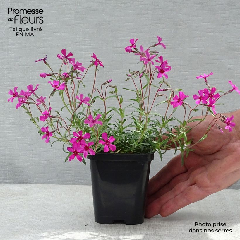Amostra de Flox-tapete Scarlet Flame - Phlox subulata Vaso de 8/9 cm tal como entregue na primavera