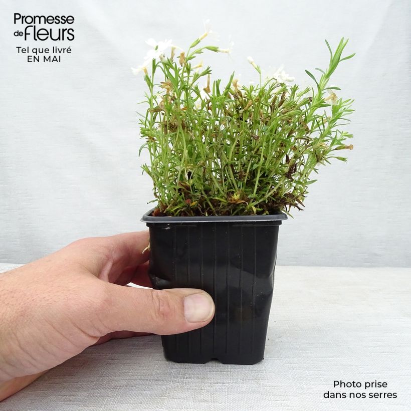 Amostra de Flox-tapete White Delight - Phlox subulata Vaso de 8/9 cm tal como entregue na primavera