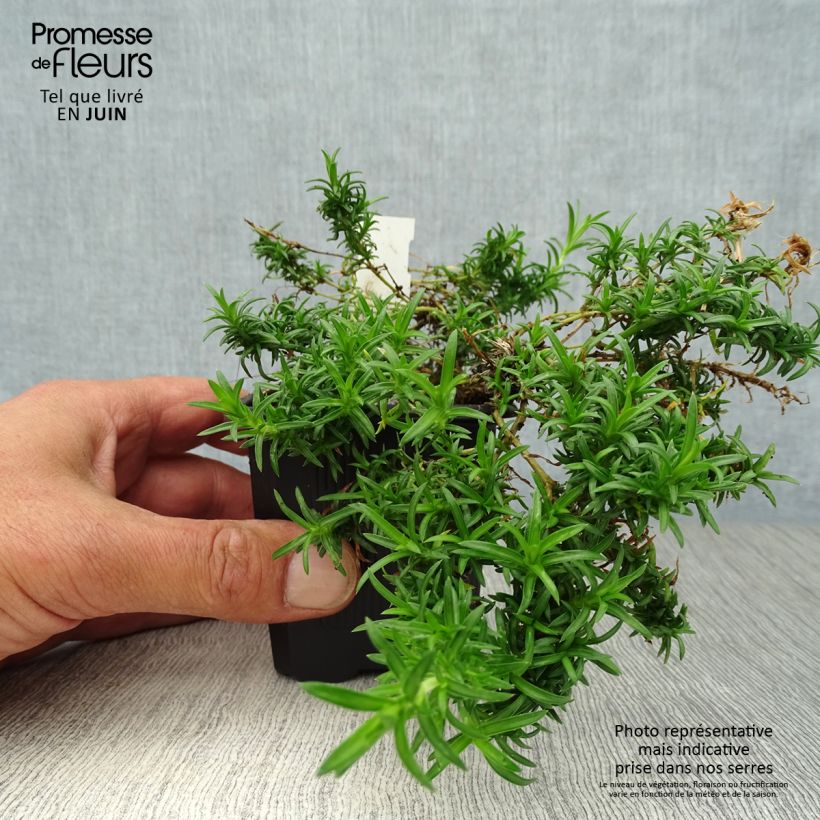 Amostra de Flox-tapete White Delight - Phlox subulata Vaso de 8/9 cm tal como entregue no verão