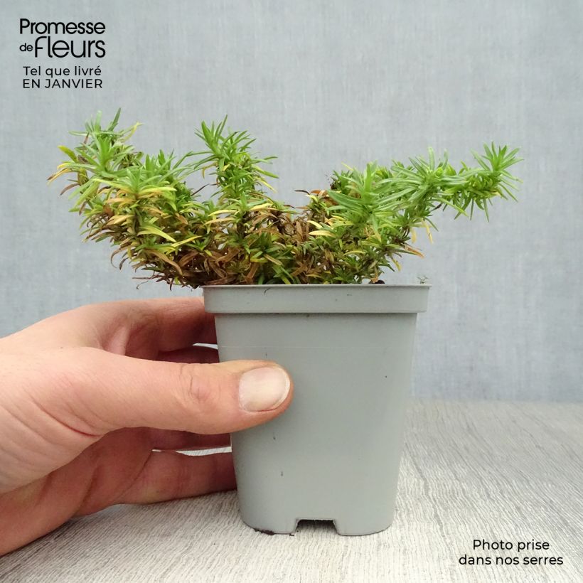 Amostra de Flox-tapete White Delight - Phlox subulata Vaso de 8/9 cm tal como entregue no inverno