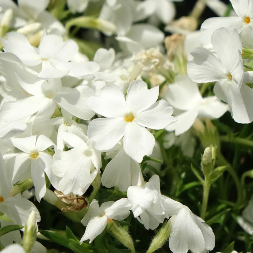 Flox-tapete White Delight - Phlox subulata (Floração)