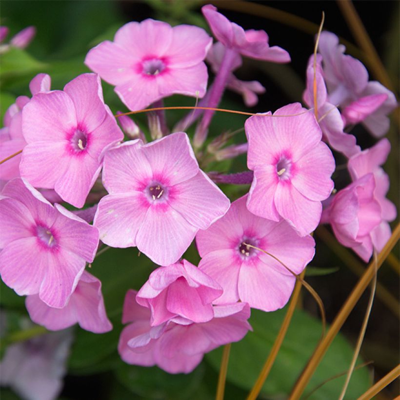 Phlox paniculata Amethyst (Floração)