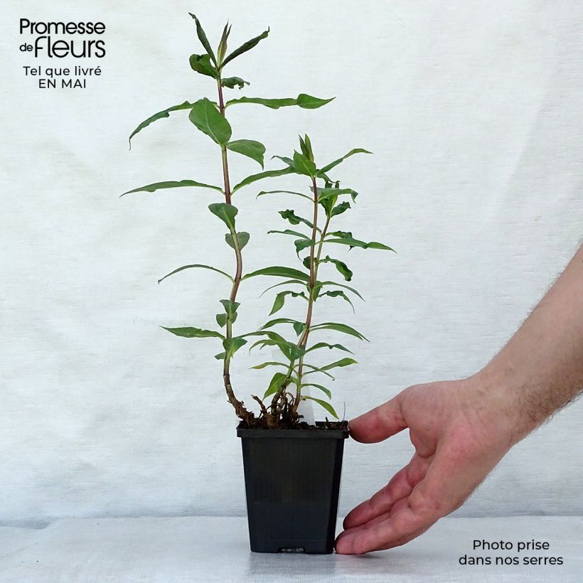 Amostra de Phlox paniculata Amethyst Vaso de 8/9 cm tal como entregue na primavera