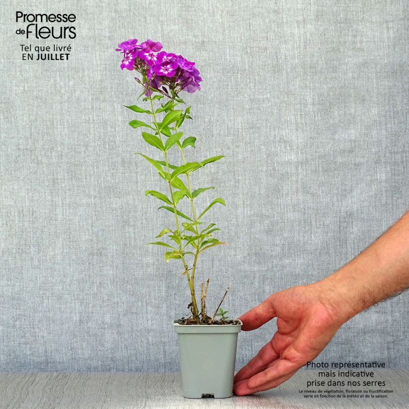 Amostra de Phlox paniculata Amethyst Vaso de 8/9 cm tal como entregue no verão