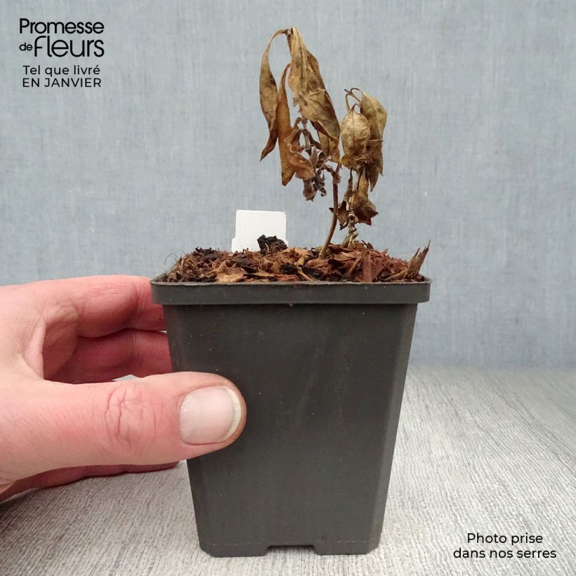 Amostra de Phlox paniculata Amethyst Vaso de 8/9 cm tal como entregue no inverno