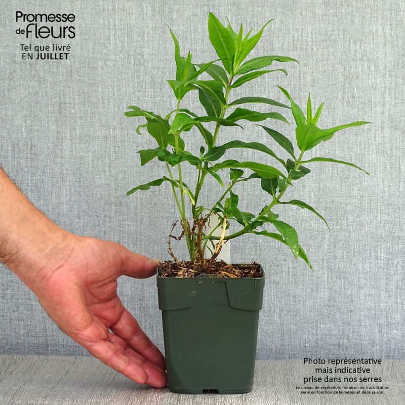 Amostra de Phlox paniculata Bambini Candy Crush Vaso de 10 cm/11 cm tal como entregue no verão