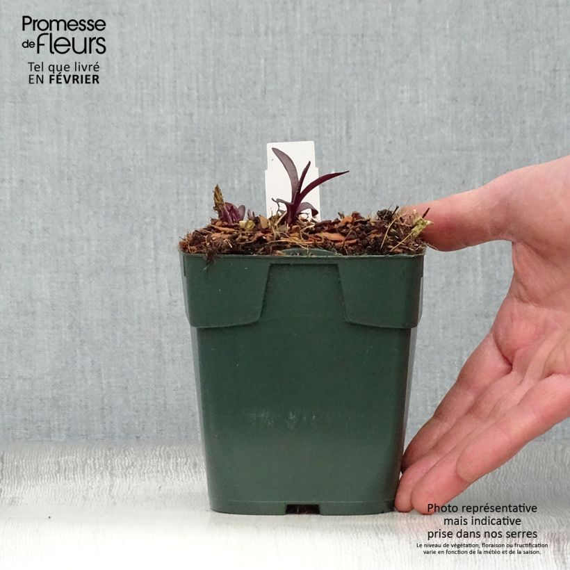 Amostra de Phlox paniculata Bambini Desire Vaso de 8/9 cm tal como entregue no inverno