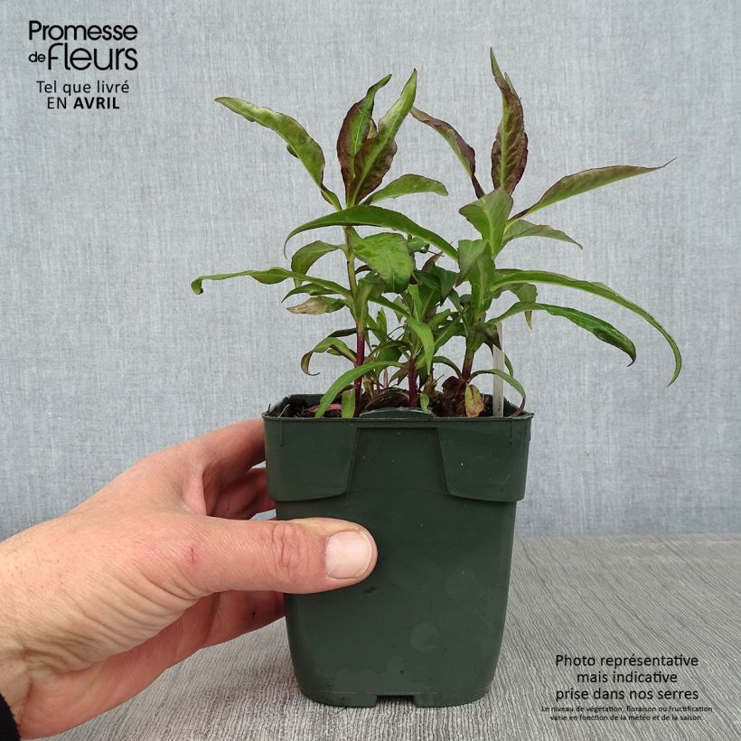 Amostra de Phlox paniculata Bambini Desire Vaso de 8/9 cm tal como entregue na primavera