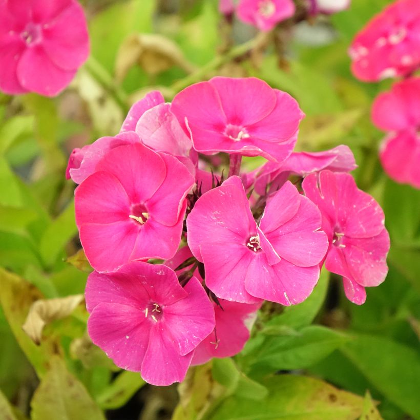 Phlox paniculata Bambini Primadonna (Floração)