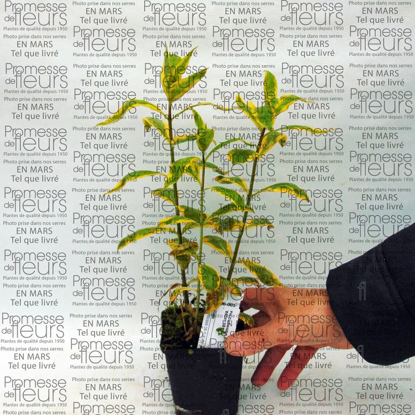 Exemplo de amostra de Phlox paniculata Becky Towe Vaso de 10 cm/11 cm tal como entregue