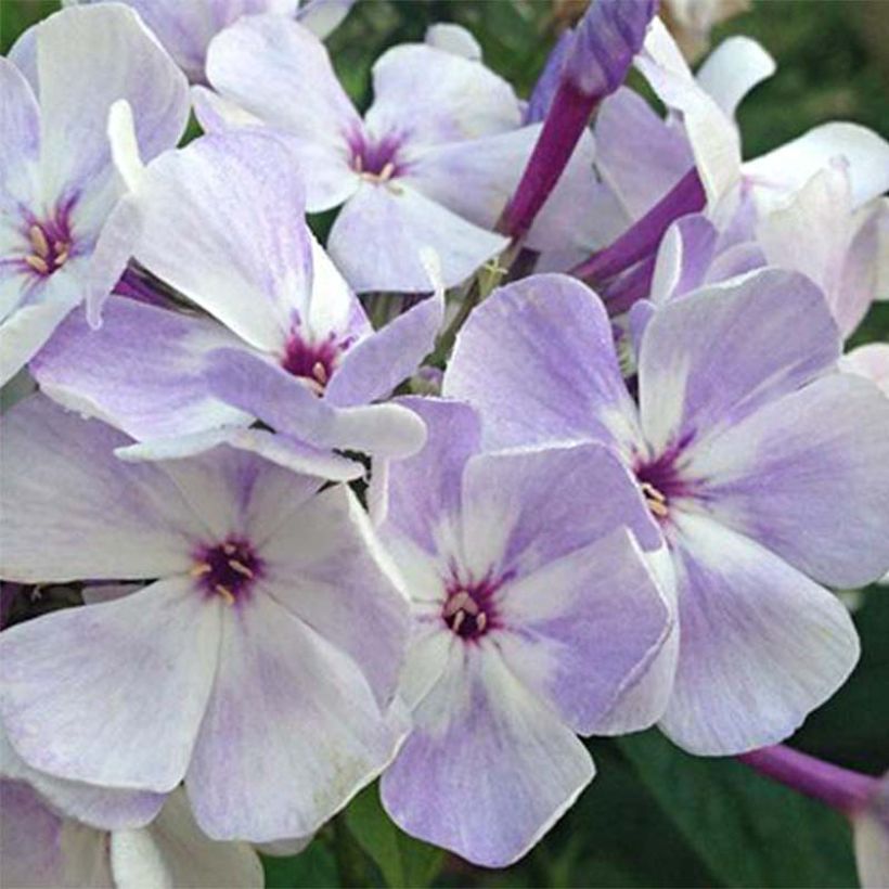 Phlox paniculata Blue Flame (Floração)