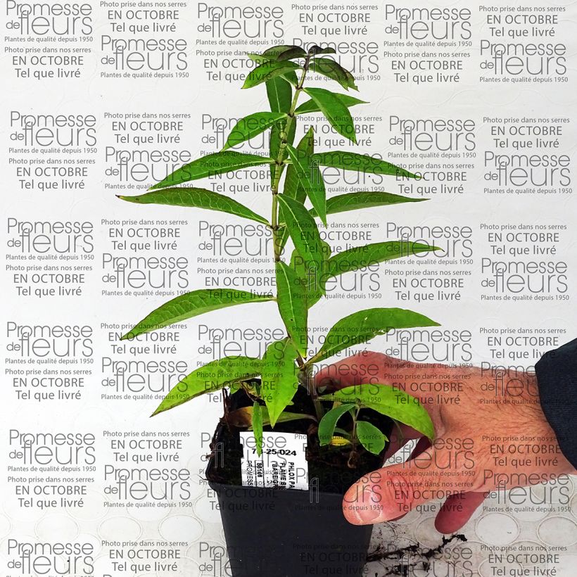 Exemplo de amostra de Phlox paniculata Blue Flame Vaso de 8/9 cm tal como entregue