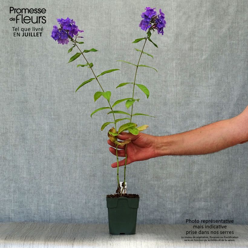 Amostra de Phlox paniculata Blue Paradise Vaso de 8/9 cm tal como entregue no verão