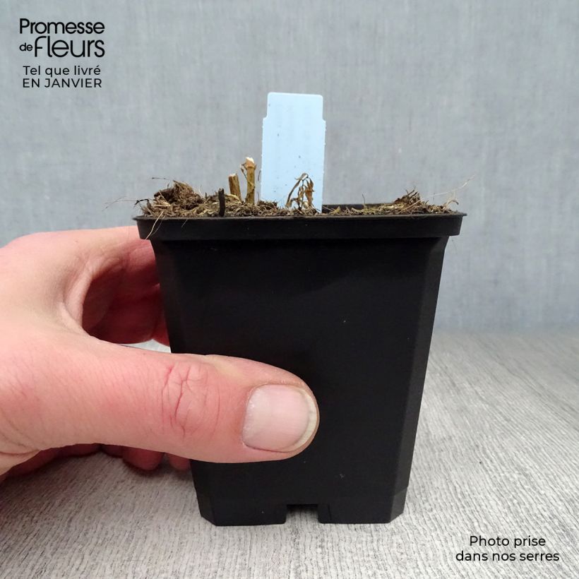 Amostra de Phlox paniculata Blue Paradise Vaso de 8/9 cm tal como entregue no inverno