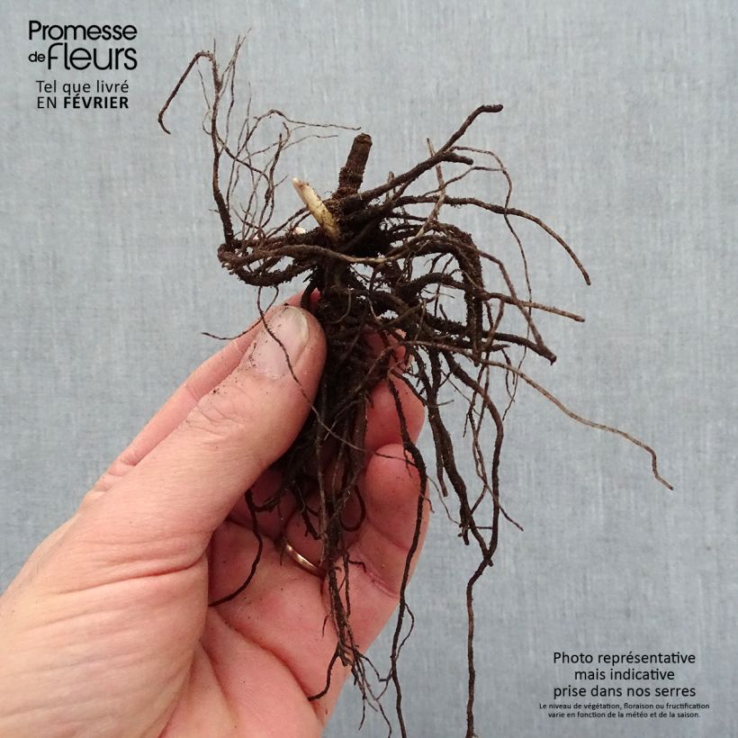 Amostra de Phlox paniculata Blue Paradise Raízes nuas tal como entregue no inverno