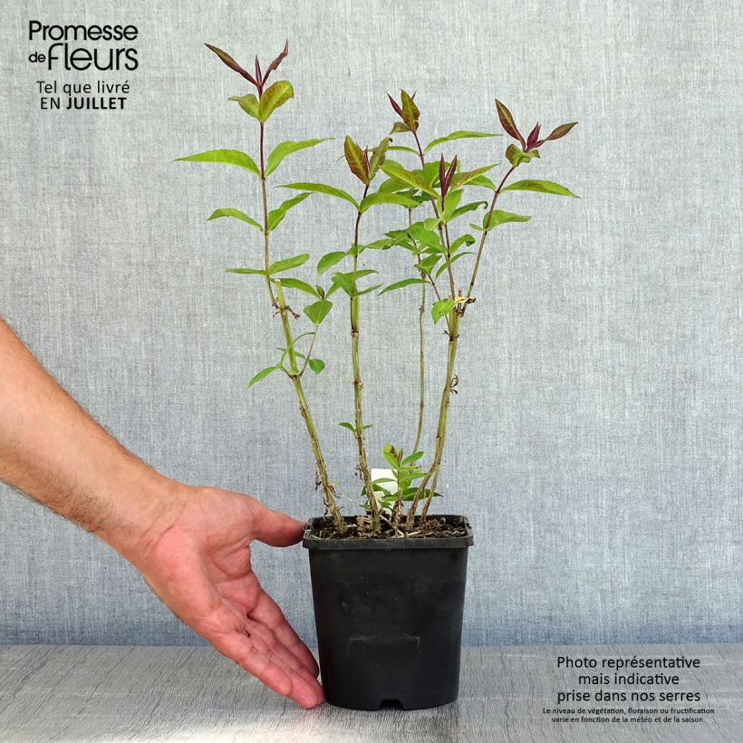 Amostra de Phlox paniculata Blue Paradise Vaso de 1,5 L/2 L tal como entregue no verão