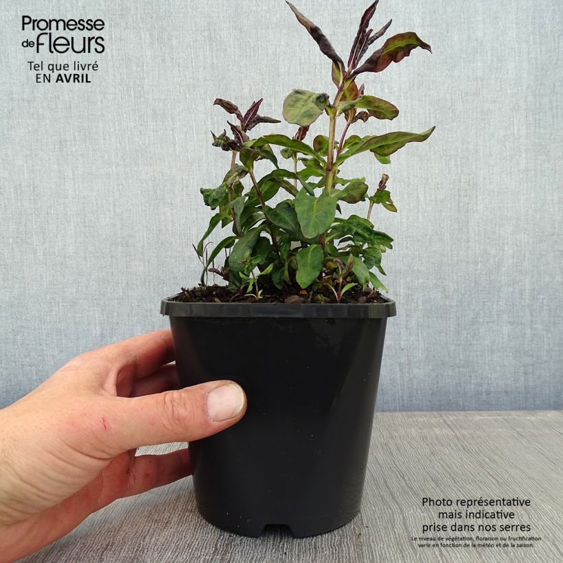 Amostra de Phlox paniculata Blue Paradise Vaso de 1,5 L/2 L tal como entregue na primavera