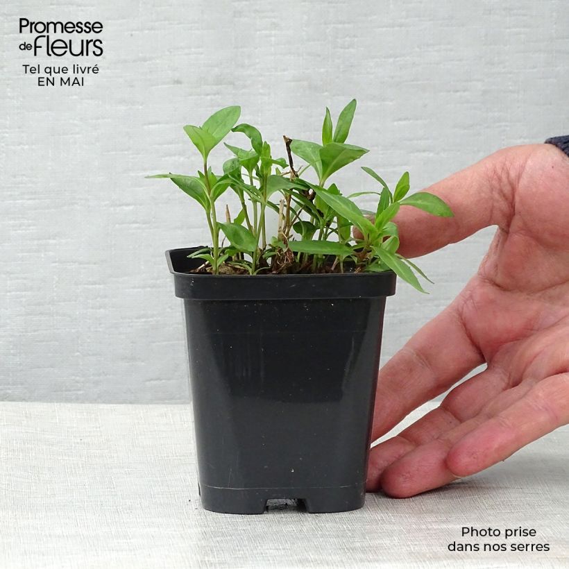 Amostra de Phlox paniculata Bright Eyes Vaso de 8/9 cm tal como entregue na primavera