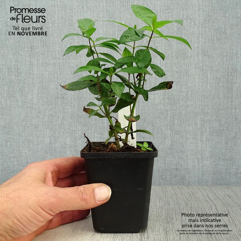 Amostra de Phlox paniculata Bright Eyes Vaso de 8/9 cm tal como entregue no outono