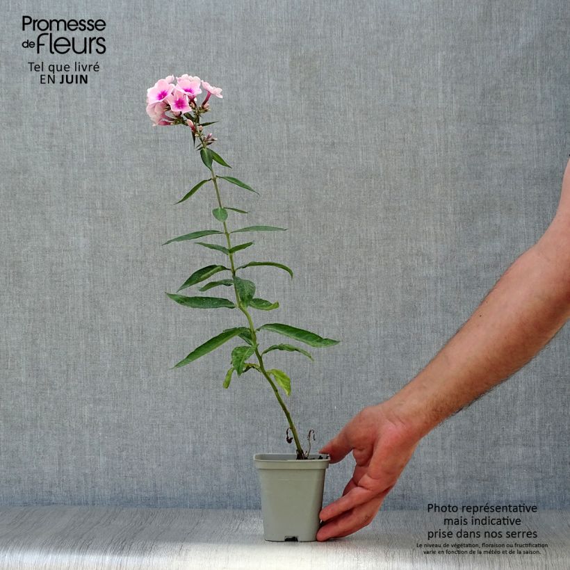 Amostra de Phlox paniculata Bright Eyes Vaso de 8/9 cm tal como entregue no verão