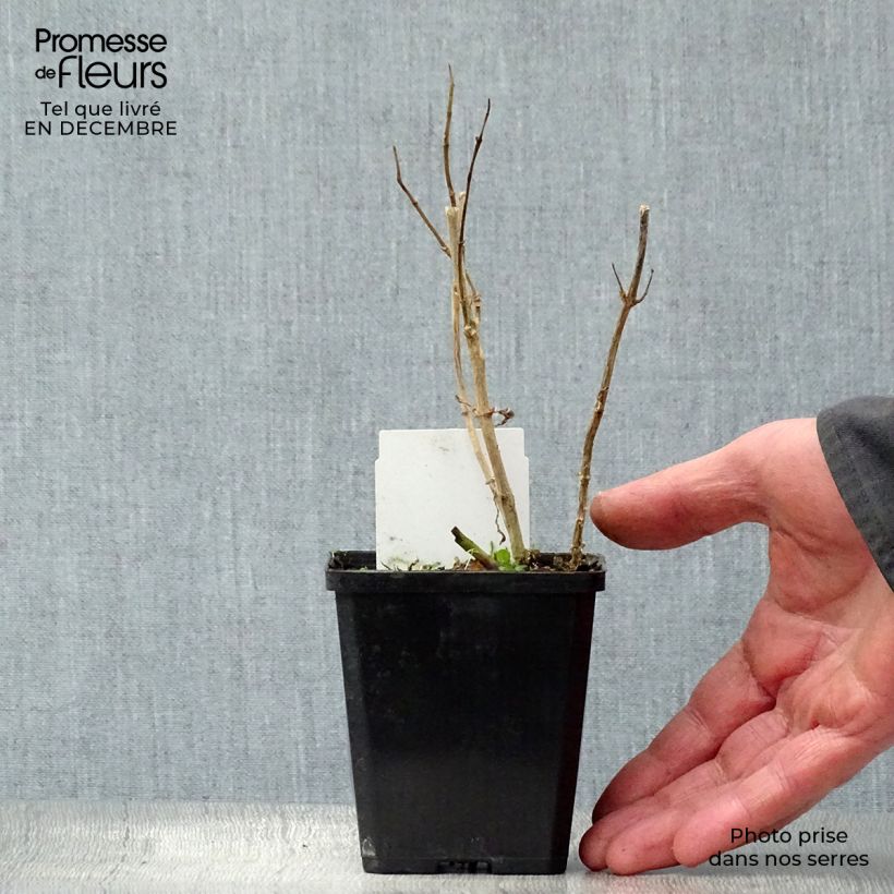 Amostra de Phlox paniculata Bright Eyes - Phlox paniculé rose pâle à oeil rose vif Vaso de 8/9 cm tal como entregue no inverno