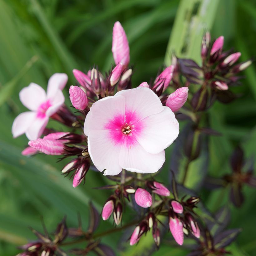 Phlox paniculata Bright Eyes (Floração)
