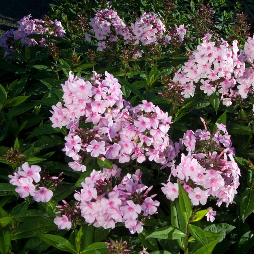 Phlox paniculata Bright Eyes (Hábito)