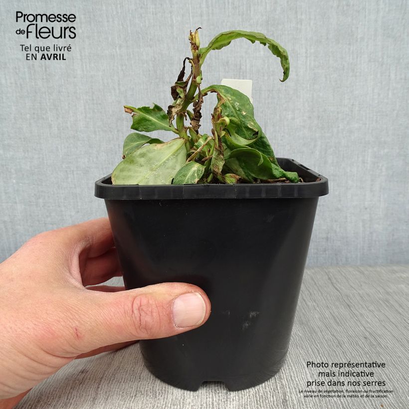 Amostra de Phlox paniculata Bright Eyes Vaso de 1,5 L/2 L tal como entregue na primavera