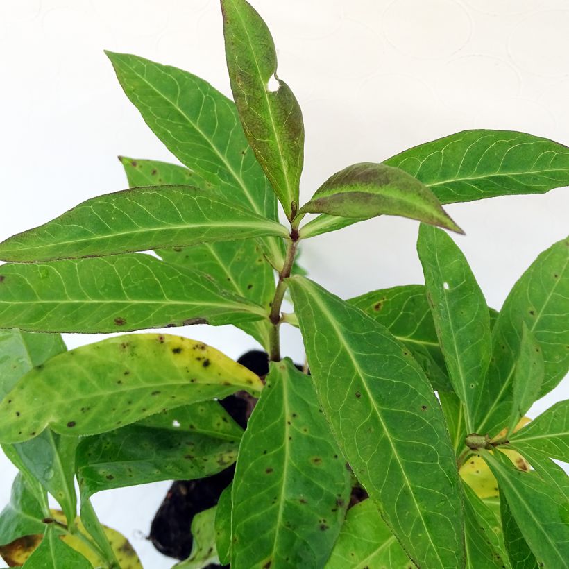 Phlox paniculata Bright Eyes (Folhagem)