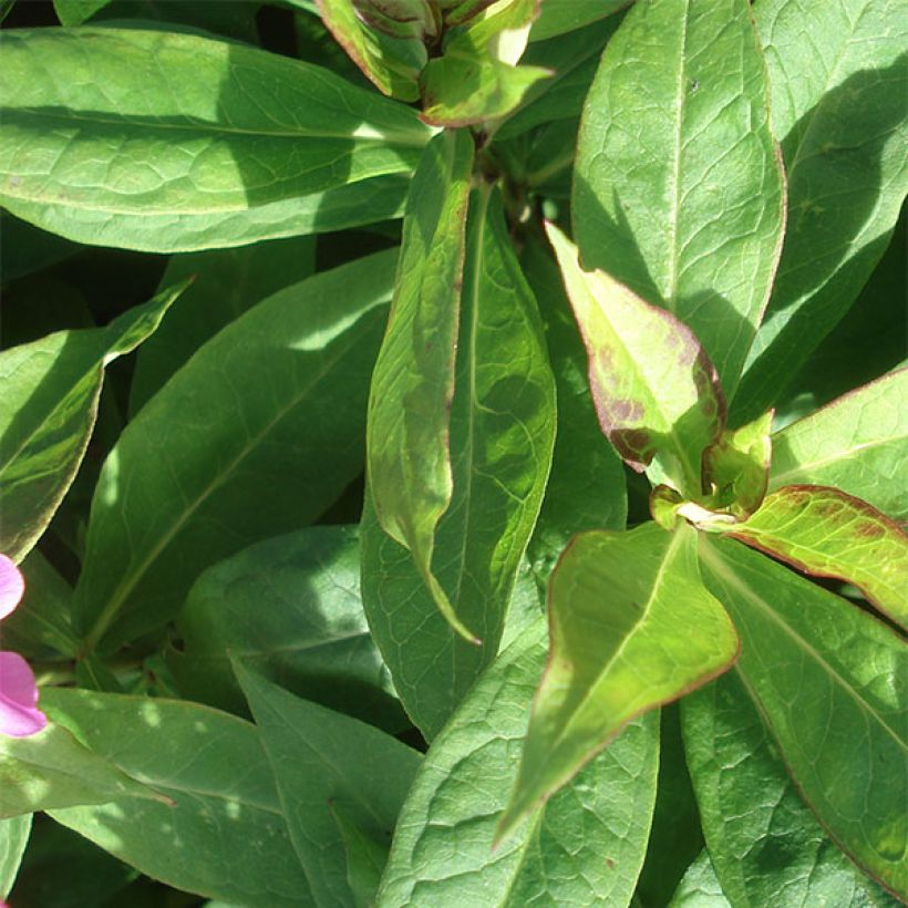 Phlox paniculata Coral Flame (Folhagem)