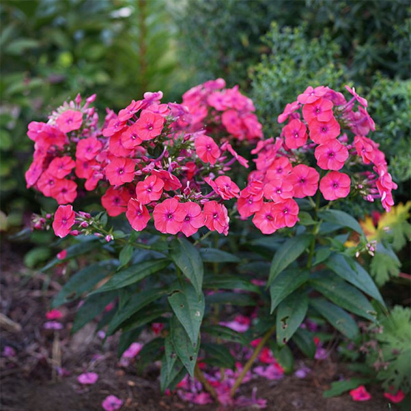 Phlox paniculata Coral Flame (Hábito)
