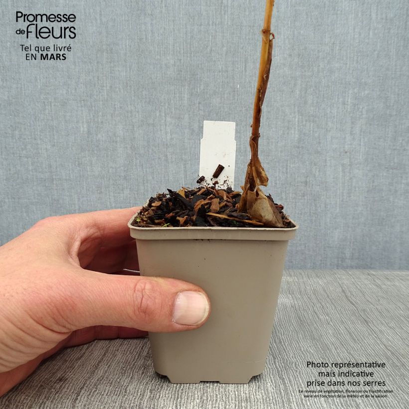 Amostra de Phlox paniculata Coral Flame Vaso de 8/9 cm tal como entregue no inverno