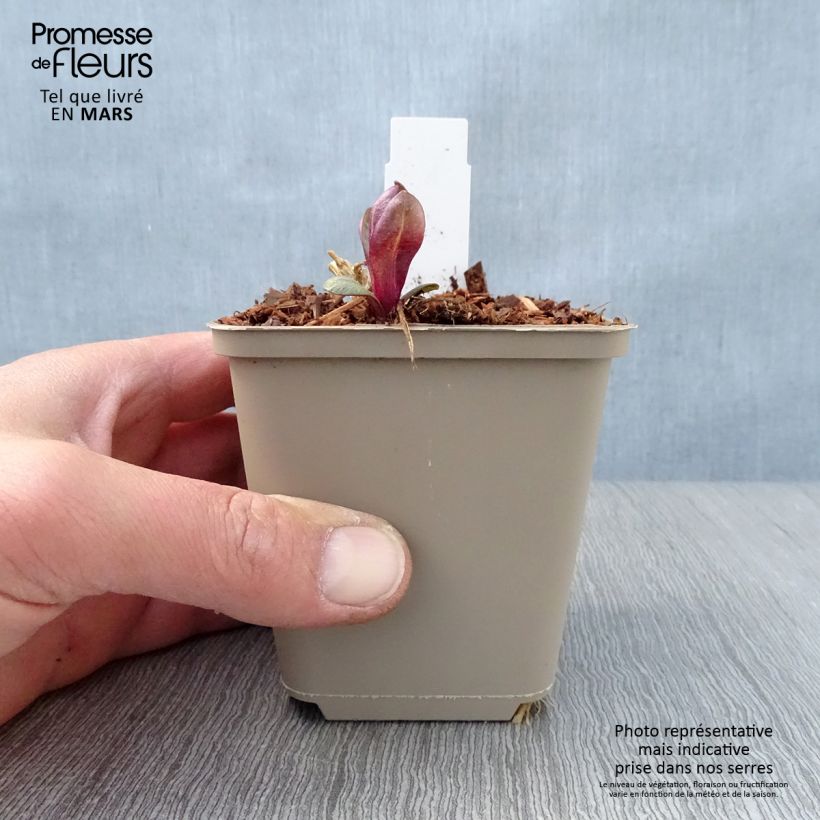 Amostra de Phlox paniculata Coral Flame Vaso de 8/9 cm tal como entregue na primavera