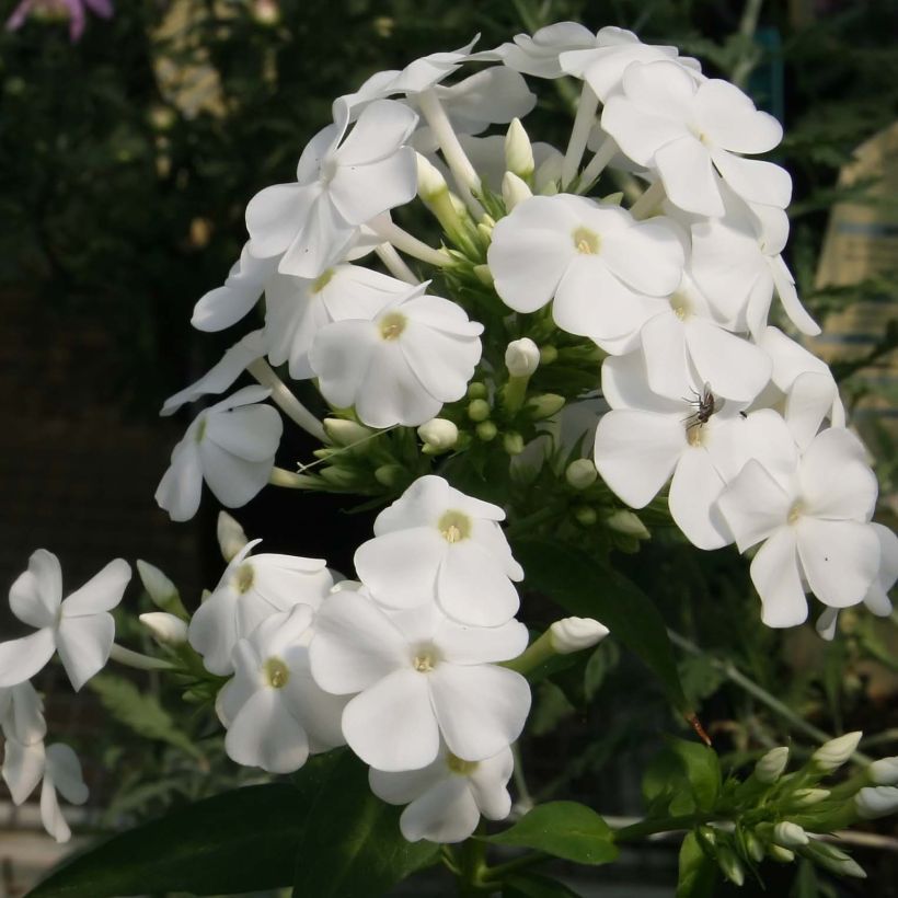 Phlox paniculata David (Floração)