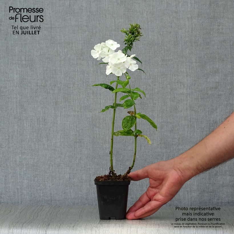 Amostra de Phlox paniculata David Vaso de 8/9 cm tal como entregue no verão