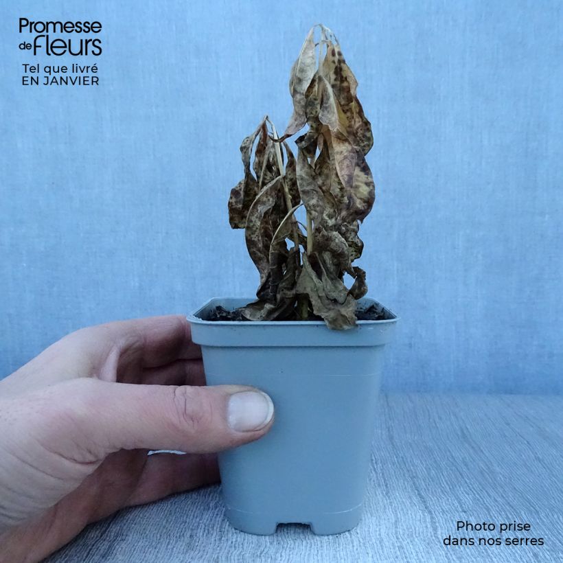 Amostra de Phlox paniculata David Vaso de 8/9 cm tal como entregue no inverno