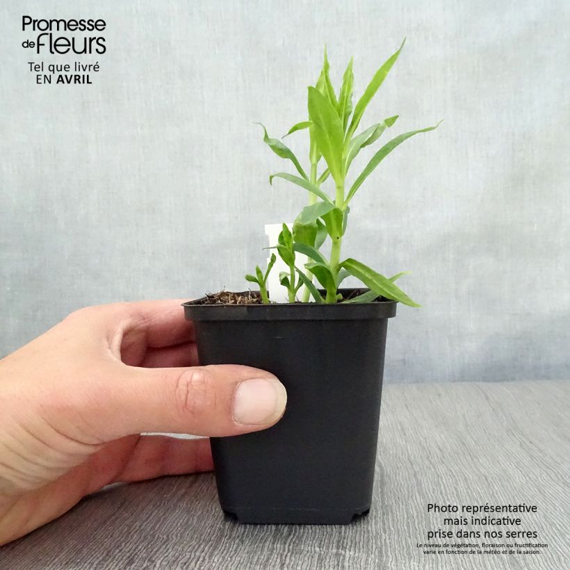 Amostra de Phlox paniculata David Vaso de 8/9 cm tal como entregue na primavera