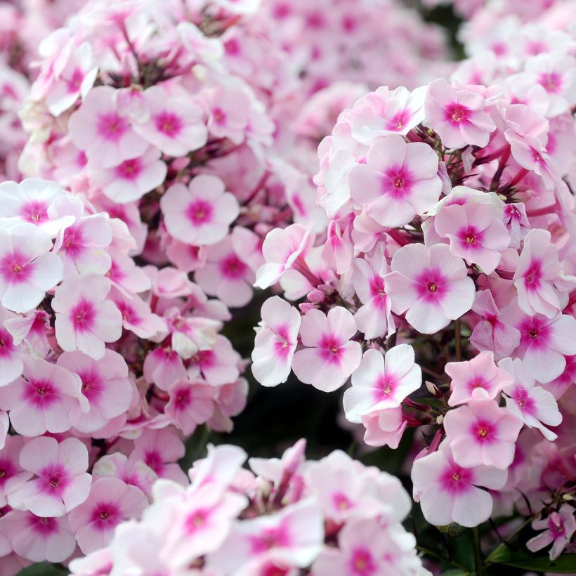 Phlox paniculata Europa (Floração)