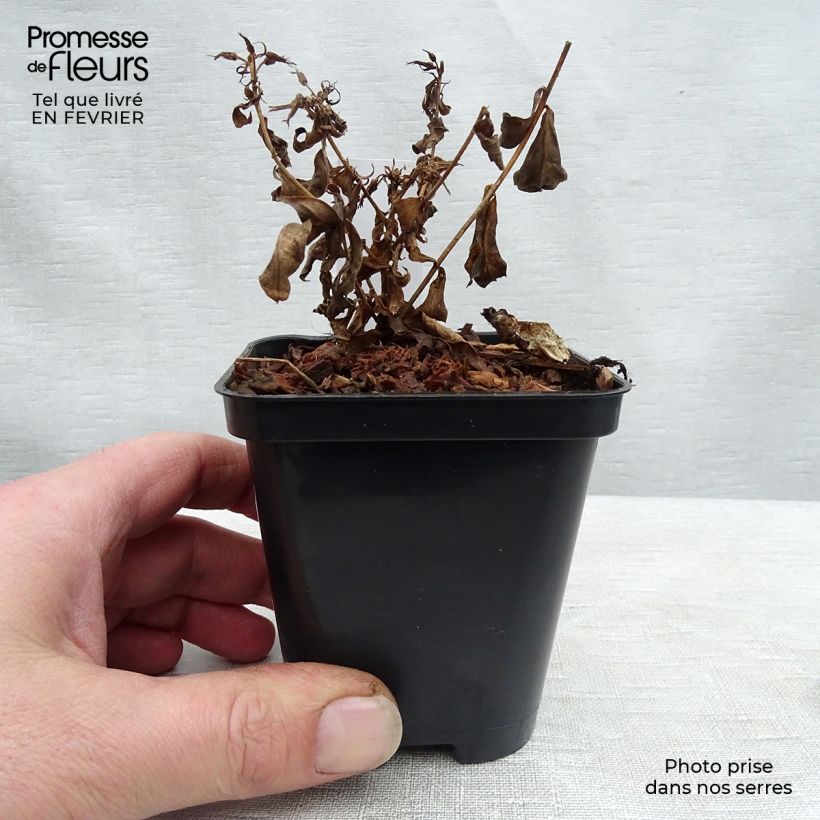 Amostra de Phlox paniculata Europa Vaso de 8/9 cm tal como entregue no inverno