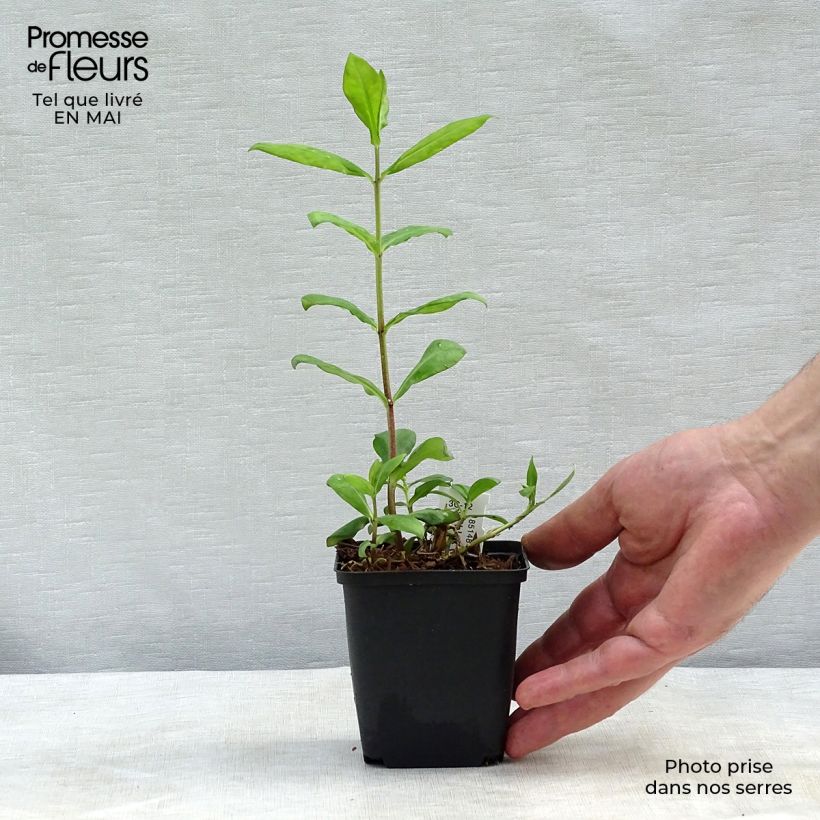 Amostra de Phlox paniculata Europa Vaso de 8/9 cm tal como entregue na primavera